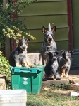 Queensland Blue Heeler<br/>QUEENSLAND BLUE HEELERS