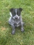Queensland Blue Heeler<br/>QUEENSLAND BLUE HEELERS