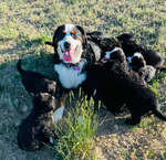 Bernedoodle Mountain Puppies!<br/>Our beautiful Bernedoodle Puppies will be ready to go home to their forever families the week of July Fourth!