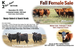 Bred Cows & Bred Heifers<br/>Red Angus commercial females for sale