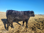 PAP Tested Registered Black Angus Yearling Bulls!<br/>Located in Western Colorado, and ready to go to work.