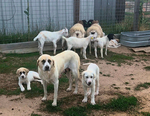 Livestock guardian dogs<br/>Livestock Guardian Dogs from excellent working lines and fully health tested parents.