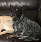 Queensland Blue Heeler<br/>QUEENSLAND BLUE HEELERS