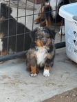Puppies<br/>Adorable Toy Australian Shepherd Puppies