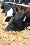 Cattle<br/>Custom Cattle Feeding, Development & Reproduction
