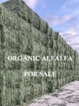 Certified<br/>Organic Alfalfa For Sale