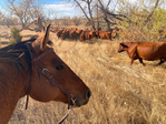 Red Angus Yearling Bulls<br/>Lytle Red Angus - Best Last Chance Sale
