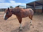 Horse, Gelding,<br/>Rope horse, Ranch horse