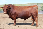 Red Angus Yearling Bulls<br/>Lytle Red Angus