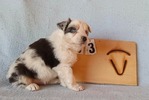 FOR SALE