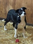 Border Collie ABCA<br/>Registered Border Collie pups available