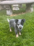 Queensland Blue Heeler<br/>QUEENSLAND BLUE HEELERS