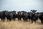 Bred Heifers<br/>23 commercial Angus bred heifers