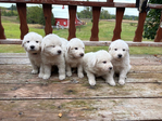 Great Pyrenees Puppies<br/>Purebred Great Pyrenees