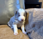 Border Collie ABCA<br/>Registered Border Collie pups available
