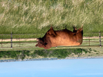 Red Angus Yearling Bulls<br/>Lytle Red Angus