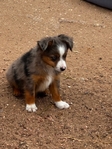Puppies<br/>Adorable Toy Australian Shepherd Puppies