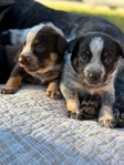 Cowboy Corgi Puppies<br/>Gorgeous Red Mountain Ranch Cowboy Corgis