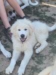 Livestock guardian dogs<br/>Livestock Guardian Dogs from excellent working lines and fully health tested parents.