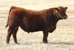 Selling:  35 Bulls and 30 Heifers<br/>Laubach Red Angus 19th Annual Production Sale