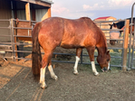 Horse, Gelding,<br/>Rope horse, Ranch horse
