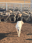 Sheep<br/>Complete Dispersal Isenberger - Litton Livestock