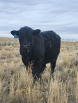 PAP Tested Registered Black Angus Yearling Bulls!<br/>Located in Western Colorado, and ready to go to work.