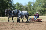 Regular Percherons<br/>Offering yearlings, 2 yr olds and  weanlings from 
a maintained blue roan herd