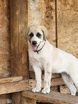 Livestock guardian dogs<br/>Livestock Guardian Dogs from excellent working lines and fully health tested parents.