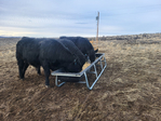PAP Tested Registered Black Angus Yearling Bulls!<br/>Located in Western Colorado, and ready to go to work.