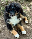 Miniature Australian Shepard<br/>PUPPIES!