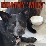 Queensland Blue Heeler<br/>QUEENSLAND BLUE HEELERS