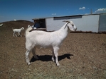 Savanna Goats: Does, Doelings and Bucklings<br/>Registered Full Blood and Commercial Pure Bred Savanna Does, Doeloings and Bucklings