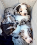 Cowboy Corgi Puppies<br/>Gorgeous Red Mountain Ranch Cowboy Corgis