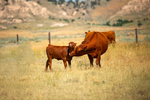 Bred Cows & Bred Heifers<br/>Red Angus commercial females for sale