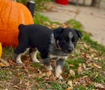 Cowboy Corgi Puppies<br/>Gorgeous Red Mountain Ranch Cowboy Corgis