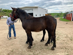 Regular Percherons<br/>Offering yearlings, 2 yr olds and  weanlings from 
a maintained blue roan herd