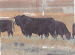 FOR SALE
South Poll Bulls