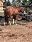 Horse, Gelding,<br/>Rope horse, Ranch horse
