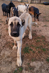 Turkish Boz Shepherds<br/>Livestock Guardians: Your Best Deterrent