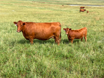 Red Angus Yearling Bulls<br/>Lytle Red Angus - Best Last Chance Sale