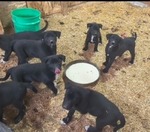 Mountain Cur/Karelian Bear Dog puppies