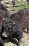 YAK FOR SALE