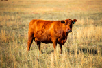 Bred Cows & Bred Heifers<br/>Red Angus commercial females for sale