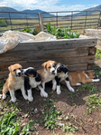 Cattle dog puppies<br/>first shots working parents