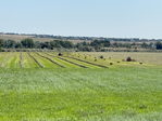 QUALITY HAY FOR SALE