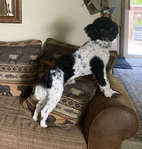 Rare Mini-Texas Blue Doodle Puppies!<br/>Smart Fun Working Doodles!