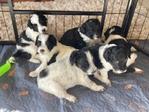 Rare Mini-Texas Blue Doodle Puppies!<br/>Smart Fun Working Doodles!