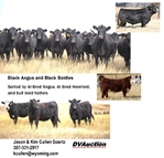 Black Angus & Black Baldy Bred Heifers,<br/>Highly maternal genetics, selling quality bred heifers for over 30 years.