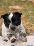 Cowboy Corgi Puppies<br/>Gorgeous Red Mountain Ranch Cowboy Corgis